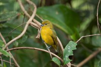 /album/galeria-de-imagem/d031a1098-gaturamo-verdadeiro-f%c3%aamea-euphonia-violacea-jpg/